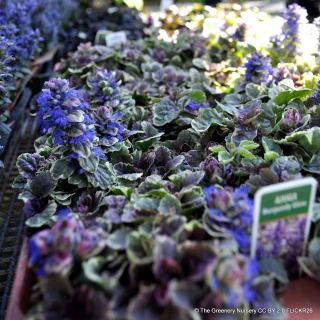 Bugle 'Burgundy Glow' (11cm)