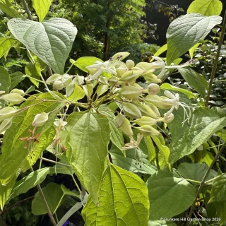 Clerodendron trichotomum var. fargesii (Glory Flower) 27L