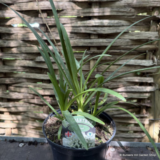 Agapanthus 'Snow Cloud' 2L