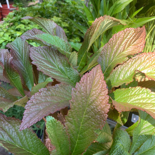 Rodgersia 'Bronze Peacock'- 3ltr pot