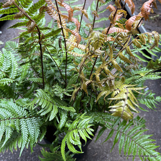 Dryopteris lepiopoda (Fern) (XL)