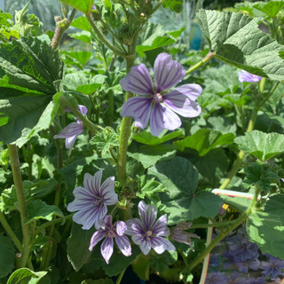 Malva sylvestris 'Marina'