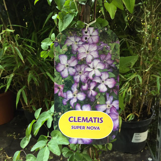 Clematis 'Super Nova'