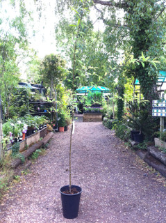 Cotoneaster watereri - potted