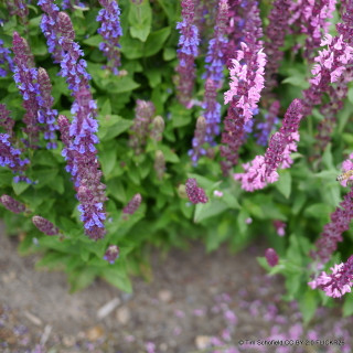 Salvia nemorosa 'Ostfriesland'