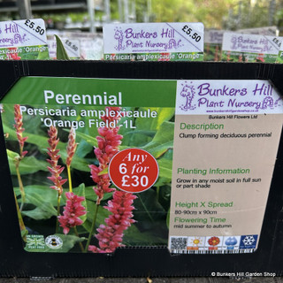 Persicaria amplexicaule 'Orange Field' 1ltr