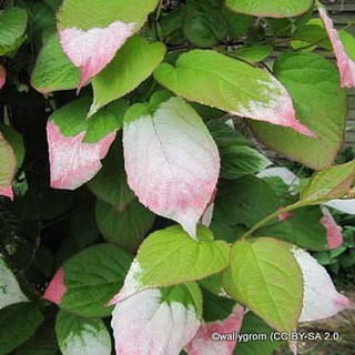 Actinidia kolomikta - 3L