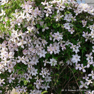 Clematis montana 'Elizabeth'- 1.5m trellis