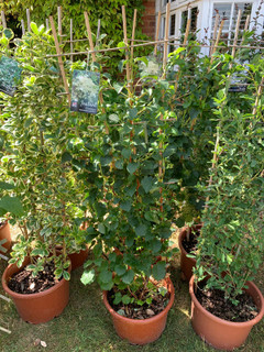 Hydrangea Petiolaris- 1.2-1.5 metre trellis