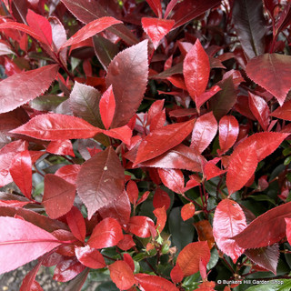 Photinia x fraseri 'Mandarino' (Carre Rouge)- 1.5 metre trellis