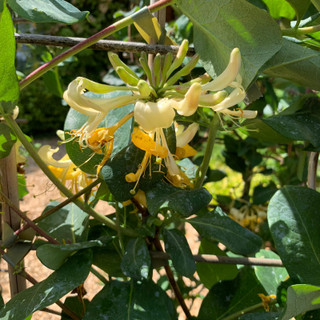 Lonicera 'Graham Thomas' (Honeysuckle) 1-1.2m