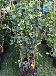 Trachelospermum 'Star of Toscane' (Star Jasmine)- 1.2 metre trellis