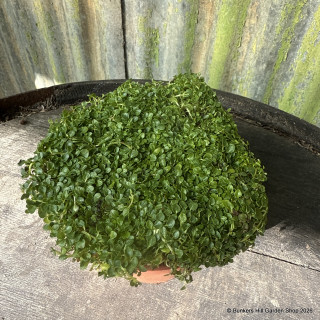 Mint Corsican (00cm)