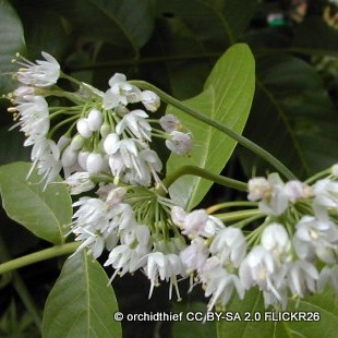 Nodding Onion (11cm)