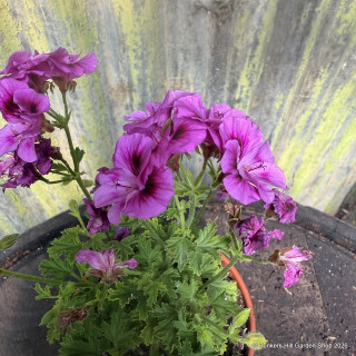 Pelargonium 'Grandeur Odorata Perfume' (11cm)