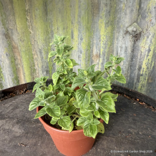 Lesser calamint (11cm)
