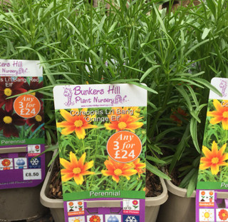 Coreopsis Li'l Bang 'Orange Elf' 3ltr pot