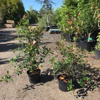 Photinia 'Red Robin' - 2-3ft