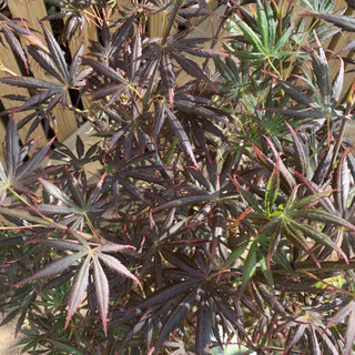 Acer palm. 'Trompenburg' (p26)