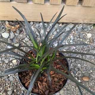 Ophiopogon plan. nigrescens (Mondo grass)