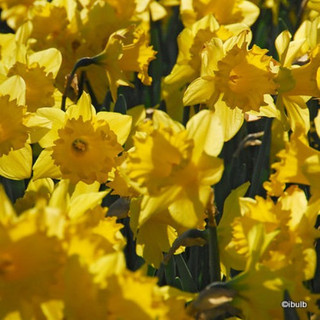 Yellow Trumpet Daffodil 'Brabazon' (sim pic)