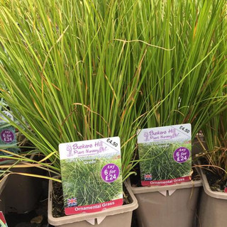 Carex comans 'Pheonix Green' (Grass) 3ltr pot