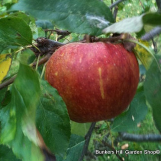 Apple 'Cox's Orange Pippin' 2/3yr tree on MM106 rootstock