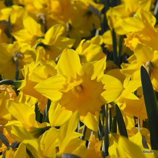 Yellow Trumpet Daffodil 'Standard Value'