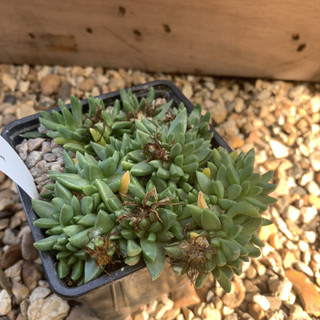 Delosperma congestum
