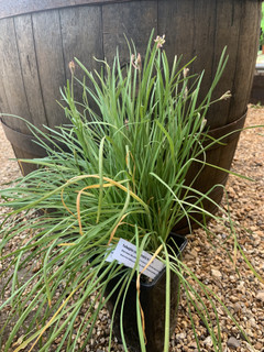 Tulbaghia ceruna hybrid
