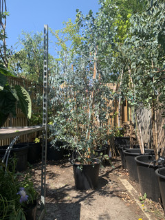 Eucalyptus gunnii 6-7ft - 10ltr