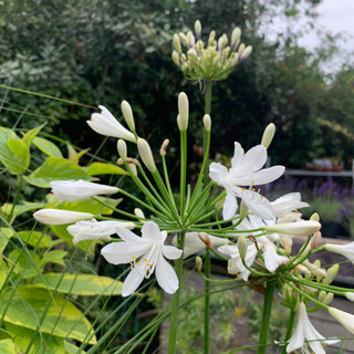 Agapanthus Bridal Bouquet 2L