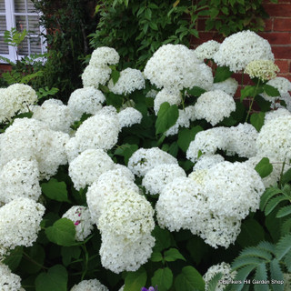 Hydrangea arb. Strong Annabelle- 3ltr pot