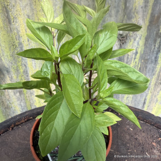 Basil 'Thai Siam Queen' (11cm)