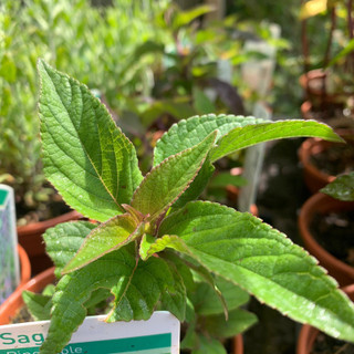 Sage Pineapple (11cm)