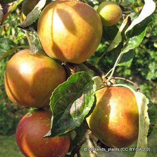 Apple 'Christmas Pippin' 1yr feathered maiden tree on MM106 rootstock