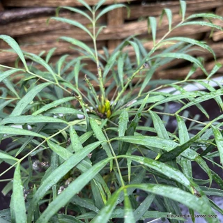 Mahonia 'Soft Caress' 3ltr