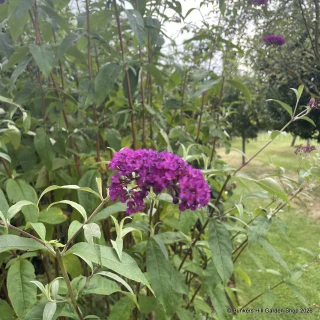 Buddleja davidii 'Royal Red' 3ltr pot