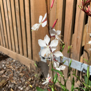 Gaura 'The bride' - 3ltr pot