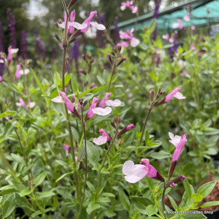 Salvia greggii 'Joy' - 2ltr pot