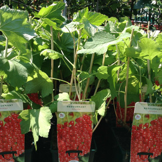 Redcurrant 'Rovada' (Potted)