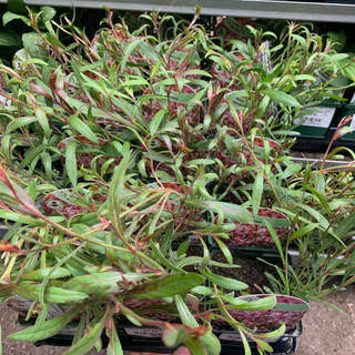 Gaura 'Siskyou Pink' - 9cm pot