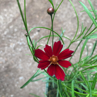 Perennials - Coreopsis - Bunkers Hill Plant Nursery