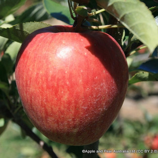 'Gala' 1yr feathered maiden tree on MM106 rootstock