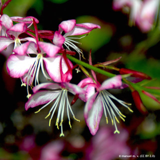 Gaura 'Rosy Jane' - 9cm pot