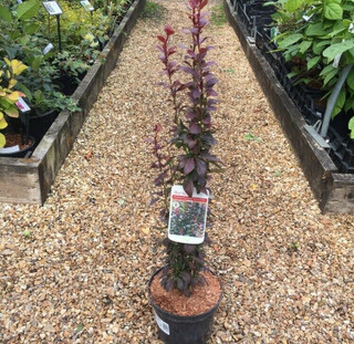 Berberis 'Helmond Pillar' - 3ltr pot