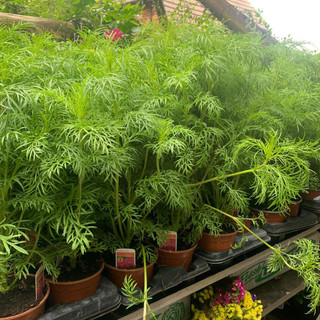 Cosmos 'Sonata Carmine Pink' - 1ltr pot