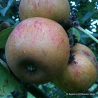 Apple 'Ashmead's Kernel' 1yr feathered maiden tree on MM106 rootstock