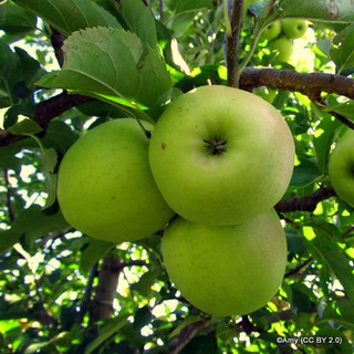 Apple 'Golden Delicious' 1yr feathered maiden tree on MM106 rootstock