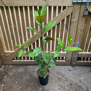Magnolia grandiflora 'Exmouth' - 4ltr pot